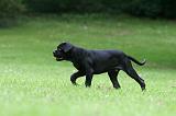 CANE CORSO 1219